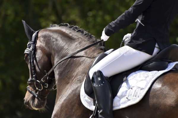 Close-up of a dressage competition at a horse show with typical equipment of rider and horse, Rhineland-Palatinate, Germany