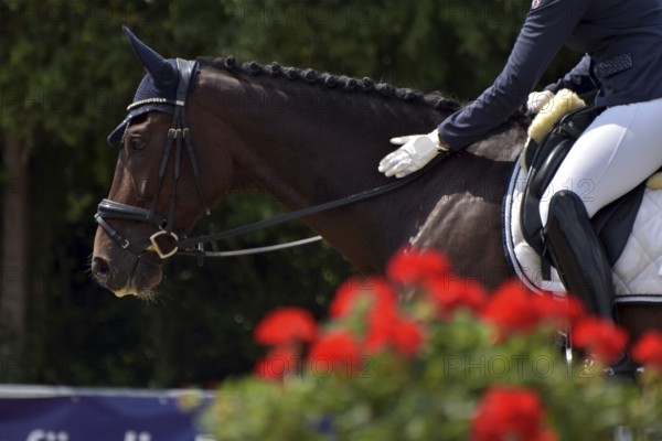 Close-up of horse and praising rider with the typical flower decoration at a dressage competition of a horse show, Rhineland-Palatinate, Germany