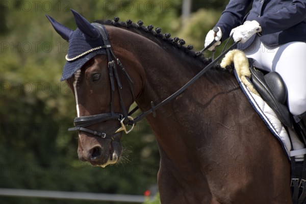 Close-up of a horse's head and neck with braided mane during a dressage competition at a horse show, Rhineland-Palatinate, Germany