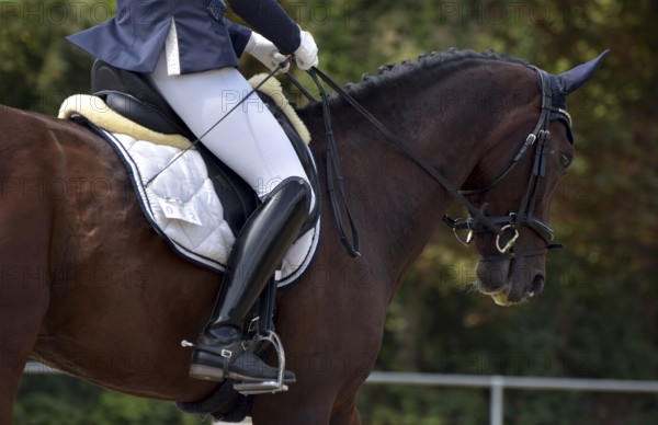 Close-up of a horse's head and neck with braided mane during a dressage competition at a horse show, Rhineland-Palatinate, Germany