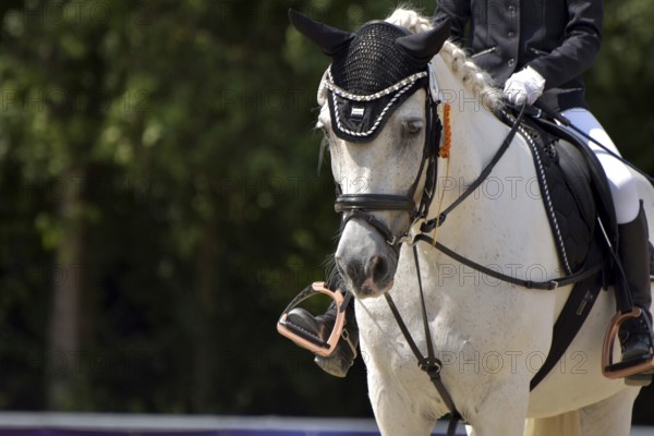 Close-up of a dressage competition at a horse show with typical equipment of rider and horse and a winner's ribbon, Rhineland-Palatinate, Germany