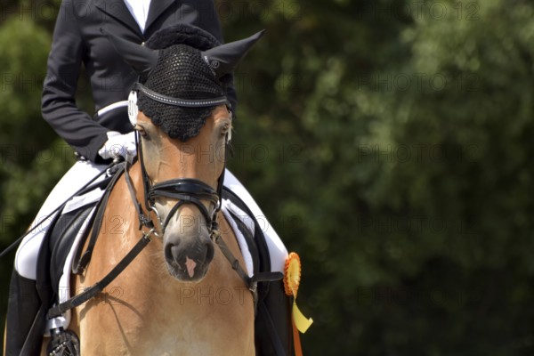 Close-up of a dressage competition at a horse show with typical equipment of rider and horse and a winner's ribbon, Rhineland-Palatinate, Germany