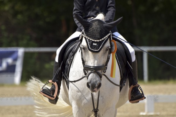 Close-up of a dressage competition at a horse show with typical equipment of rider and horse and a winner's ribbon, Rhineland-Palatinate, Germany