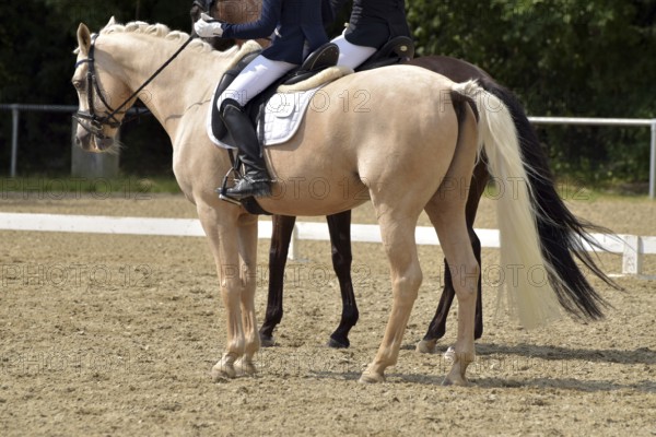 Close-up of two horses in a dressage competition at a horse show, Rhineland-Palatinate, Germany