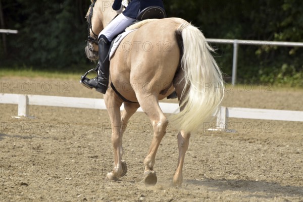 Close-up of a dressage test at a horse show with focus on legs and hooves as well as the ground in the dressage arena, Rhineland-Palatinate, Germany