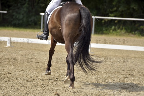 Close-up of a dressage test at a horse show with focus on legs and hooves as well as the ground in the dressage arena, Rhineland-Palatinate, Germany