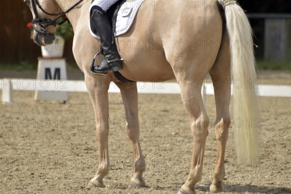 Close-up of a dressage test at a horse show with focus on legs and hooves as well as the ground in the dressage arena, Rhineland-Palatinate, Germany