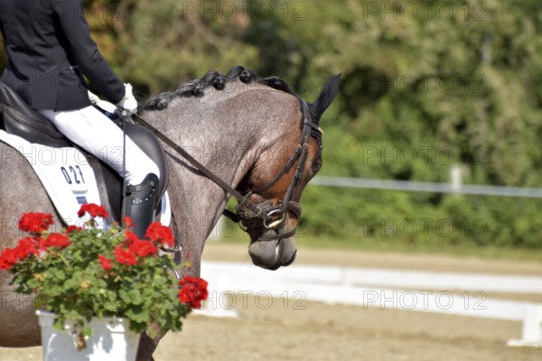 Close-up of horse and rider with the typical floral decoration at a dressage competition at a horse show, Rhineland-Palatinate, Germany