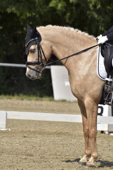 Close-up of a German riding pony in a dressage test at a horse show with bridle, ear protection and plaited mane, Rhineland-Palatinate, Germany