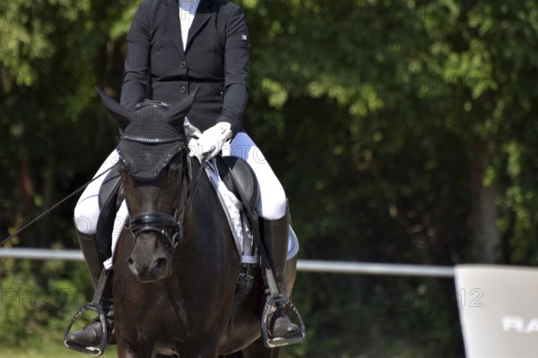 Close-up of a dressage competition at a horse show with typical equipment of rider and horse, Rhineland-Palatinate, Germany