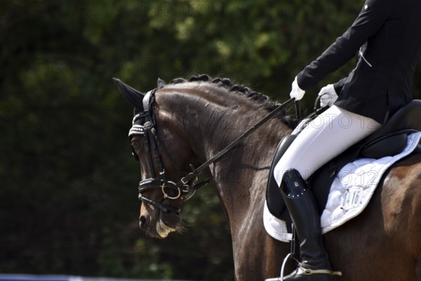Close-up of a dressage competition at a horse show with typical equipment of rider and horse, Rhineland-Palatinate, Germany
