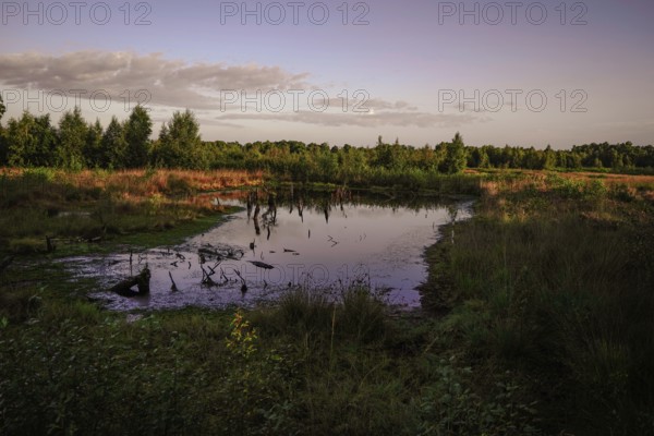 Calm pond in the morning reflects the surrounding plant kingdom and the sky, Erlebnispfad Diepholzer Moor, 49356 Diepholz, Germany