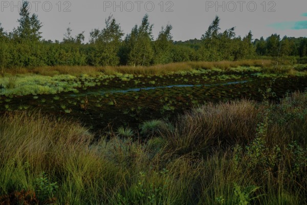 A moorland landscape with dense vegetation and a mysterious atmosphere under a cloudy sky, Diepholzer Moor adventure trail, 49356 Diepholz, Germany