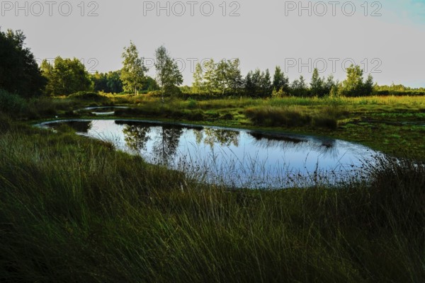 A still body of water with clear reflections of the trees and grasses on the bank at dawn, Diepholzer Moor adventure trail, 49356 Diepholz, Germany