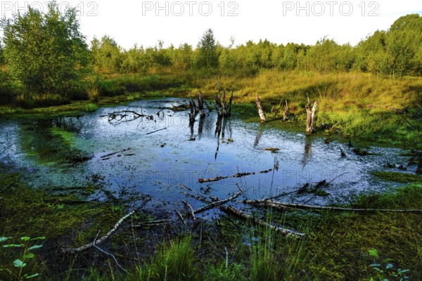 An algae-covered swampy pond with tree stumps and surrounded by green forest, appears quiet and close to nature, Diepholzer Moor adventure trail, 49356 Diepholz, Germany