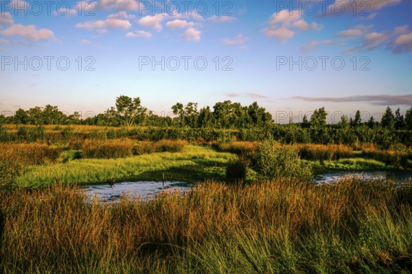 Wide meadow landscape under a blue sky with scattered clouds and surrounding vegetation, Diepholzer Moor adventure trail, 49356 Diepholz, Germany