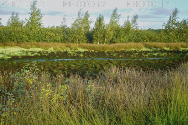 Wilderness with marshy ground, tufts of grass and trees in a peaceful setting, Diepholzer Moor adventure trail, 49356 Diepholz, Germany