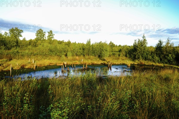 Living pond in the moor area, surrounded by dense vegetation and trees in summer light, Diepholzer Moor adventure trail, 49356 Diepholz, Germany