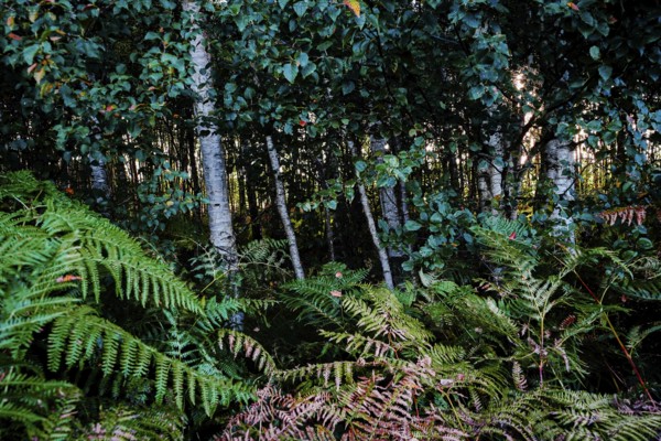 Dense forest with birches and ferns, creating a shady and cool environment, Diepholzer Moor adventure trail, 49356 Diepholz, Germany