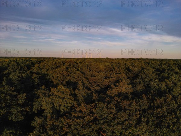 Extensive view over a dense forest under a clear sky, with wind turbines on the horizon, natural landscape in Wüsting, 27798 Hude, Lower Saxony, Germany