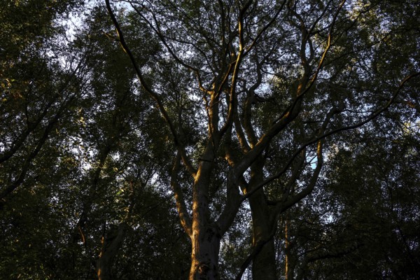 Shady forest area where the light falls through the dense treetops and creates a mystical atmosphere, Diepholzer Moor adventure trail, 49356 Diepholz, Germany