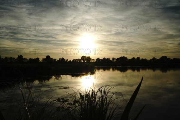 The sun is reflected in the still water of a lake, surrounded by grasses and trees, natural landscape in Wüsting, 27798 Hude, Lower Saxony, Germany