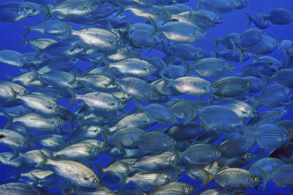 Large shoal of edible fish gilthead sea bream (Sarpa salpa), Mediterranean Sea, Giglio Island, Tuscany, Italy