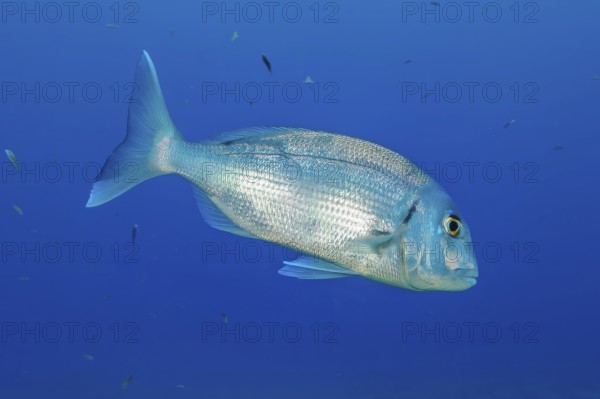 Underwater photo of dentex (Dentex gibbosus) sea bream swimming through blue sea, East Atlantic, Canary Islands, Spain