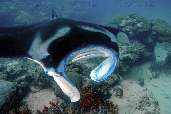 Underwater photo of coastal reef manta ray (Mobula alfredi) synonym ray common name devil ray swims through current channel connection between lagoon and open sea, Pacific Ocean, Yap Island, Yap State, Caroline Islands, FSM, Federated States of Micronesia, Australia, Oceania