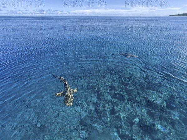 Reef sharks swimming close to the surface over coral reef off Yap Island, Pacific Ocean, Yap Island, Yap State, Caroline Islands, FSM, Federated States of Micronesia, Australia, Oceania