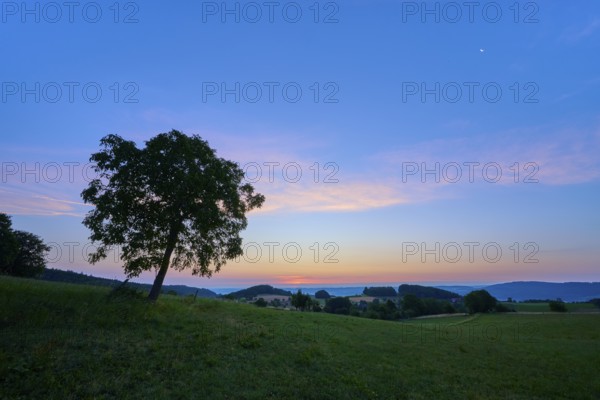 A walnut tree in a meadow at dusk under a blue-pink sky, Laudenau, Reichelsheim, Odenwald, Hesse, Germany