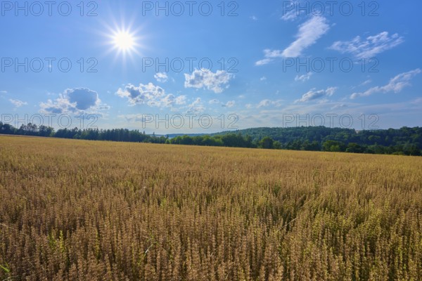 Sunshine over a wide grain field, surrounded by cloudy sky and green landscape, Reichartshausen, Amorbach, Odenwald, Bavaria, Germany