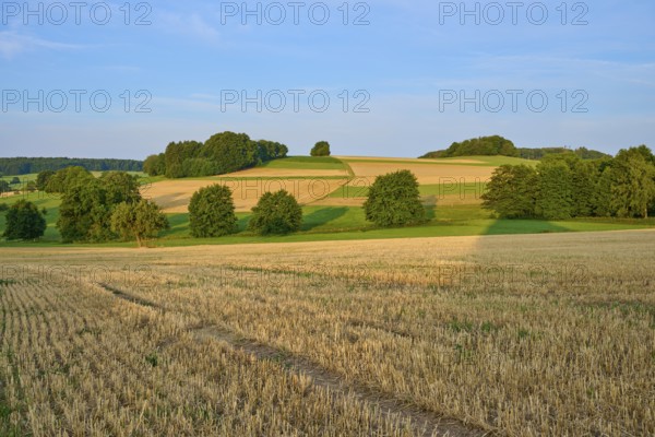 Harvested grain fields with scattered trees and gently rolling hills, Laudenau, Reichelsheim, Odenwald, Hesse, Germany