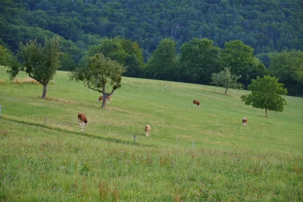 Grazing cows on a green meadow, surrounded by trees and forest, Laudenau, Reichelsheim, Odenwald, Hesse, Germany