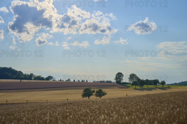 Fields and scattered trees under a slightly cloudy sky, Reichartshausen, Amorbach, Odenwald, Bavaria, Germany