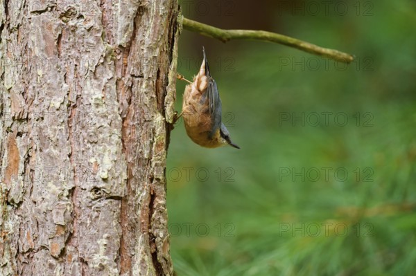 A bird, nuthatch (Sitta europaea), climbing upside down on a tree trunk in a green forest, Hesse, Germany