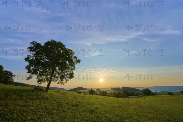 A walnut tree stands in a meadow during a sunny morning with blue sky, Laudenau, Reichelsheim, Odenwald, Hesse, Germany