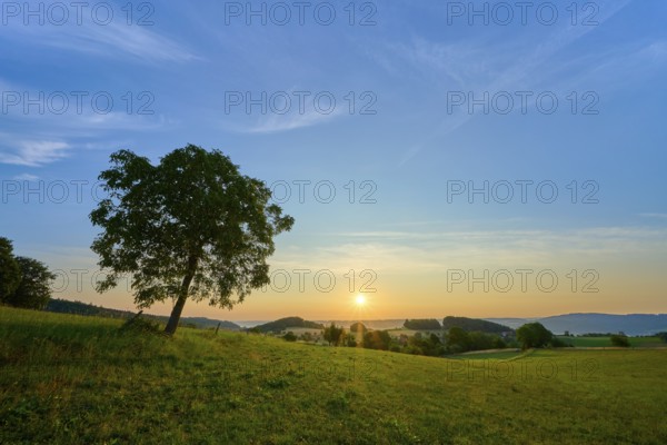 A walnut tree in a meadow at sunrise under a clear blue sky, Laudenau, Reichelsheim, Odenwald, Hesse, Germany