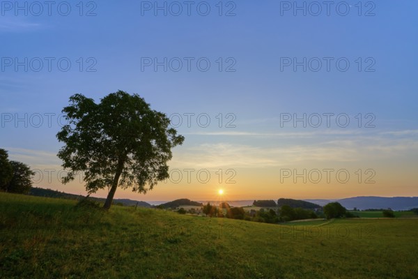 A lone walnut tree in a meadow during sunrise with yellow sky, Laudenau, Reichelsheim, Odenwald, Hesse, Germany