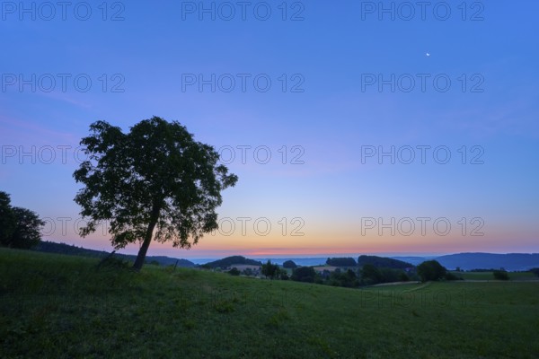 A lonely walnut tree in a meadow at dawn with blue sky, Laudenau, Reichelsheim, Odenwald, Hesse, Germany