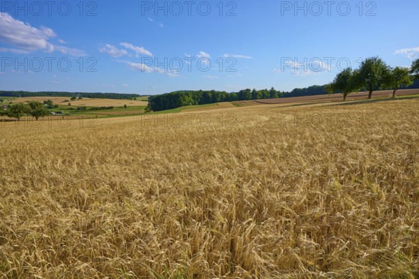 Wide grain fields with trees on the horizon under a bright blue sky with scattered clouds, Reichartshausen, Amorbach, Odenwald, Bavaria, Germany