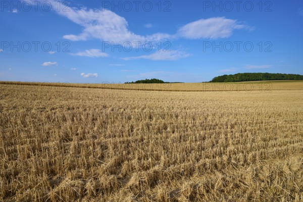 Large harvested grain field under a blue sky, the border between sky and earth clearly recognisable, Reichartshausen, Amorbach, Odenwald, Bavaria, Germany