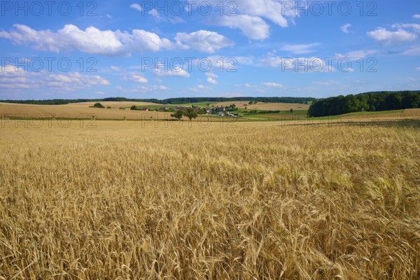 Sprawling fields of grain under a bright blue sky with picturesque clouds in the distance, Reichartshausen, Amorbach, Odenwald, Bavaria, Germany
