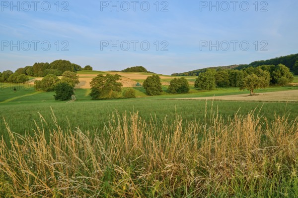 Landscape with rolling hills and lush fields under a clear sky, Laudenau, Reichelsheim, Odenwald, Hesse, Germany