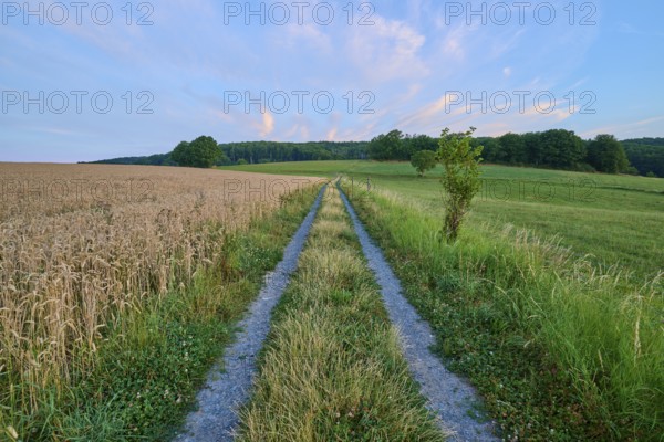 Quiet morning landscape with country lane and open countryside, Laudenau, Reichelsheim, Odenwald, Hesse, Germany