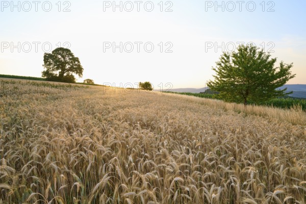 Luminous grain field in diffuse morning light with trees behind, Laudenau, Reichelsheim, Odenwald, Hesse, Germany