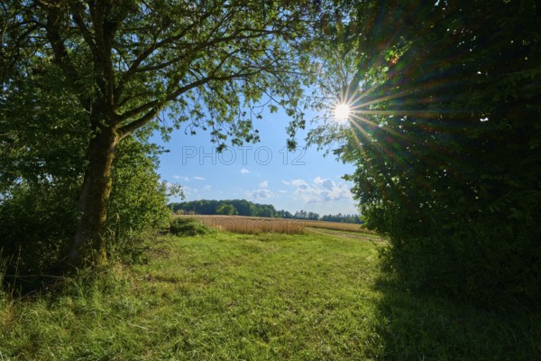 Sun-drenched landscape with trees and open fields, Reichartshausen, Amorbach, Odenwald, Bavaria, Germany