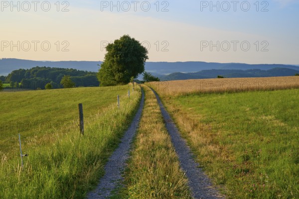 Rural country lane leads through green fields in the morning landscape, Laudenau, Reichelsheim, Odenwald, Hesse, Germany