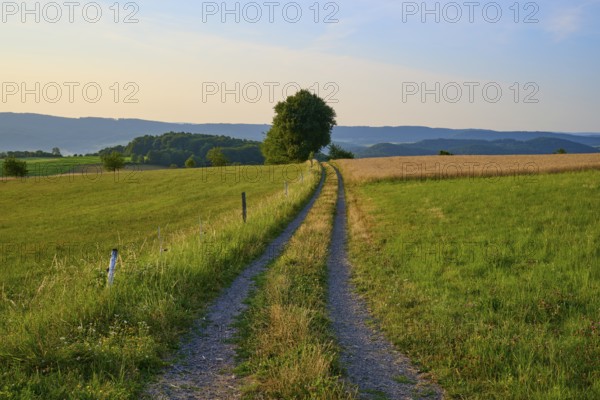 Landscape with a narrow path through fields in the morning light, Laudenau, Reichelsheim, Odenwald, Hesse, Germany