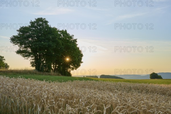 Crop field with rising sun behind trees and distant hills, Laudenau, Reichelsheim, Odenwald, Hesse, Germany